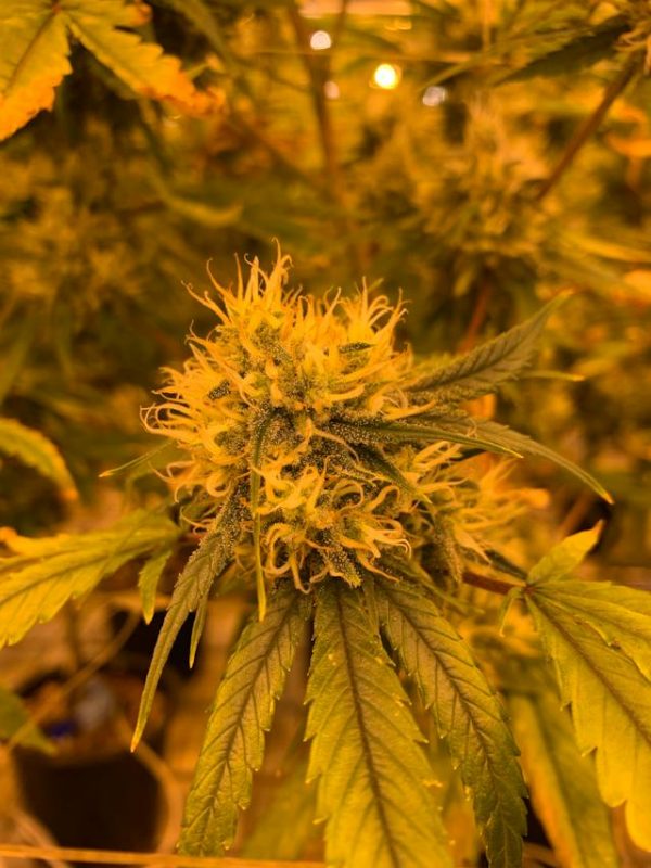 La Science Derrière l’Euphorie du Cannabis: Une Exploration des Effets sur le Corps et l’Esprit